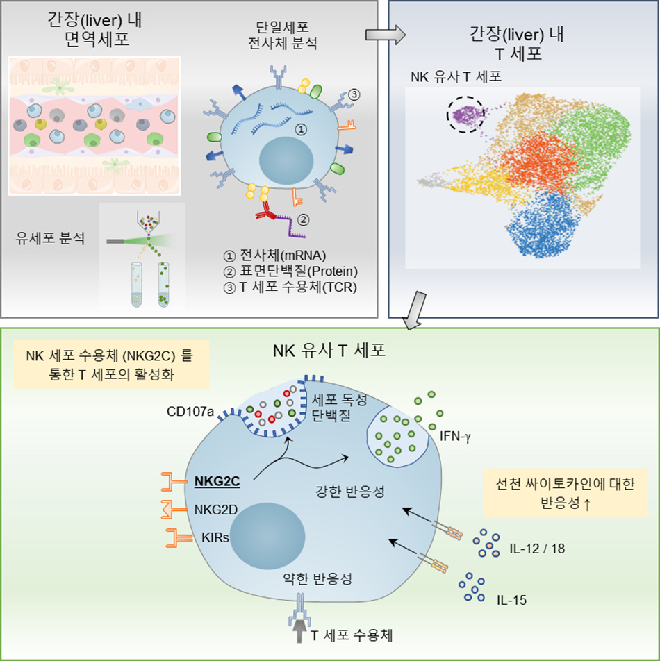KAIST, 기존 개념을 깬 새로운 면역 T 세포 발견