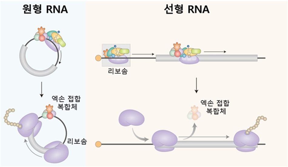 원형 RNA에서 새로운 단백질 합성 생성 과정 밝혀내