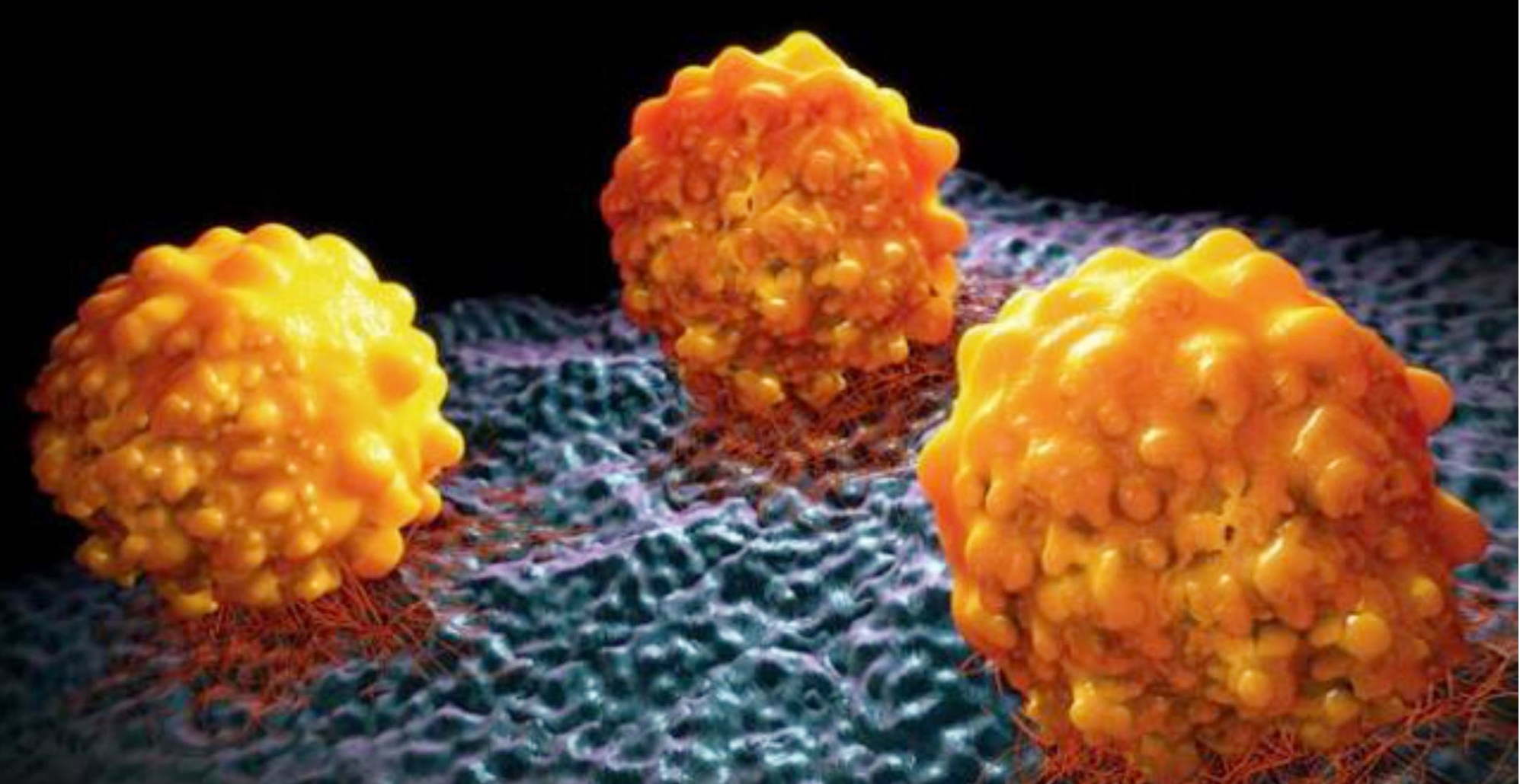Cell Model Passports Provide Info on Cancer Cell Models